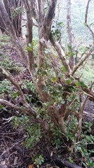 Metrosideros polymorpha glaberrima