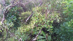 Metrosideros tremuloides