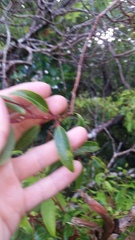 Metrosideros tremuloides