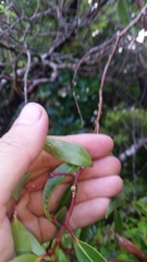 Metrosideros tremuloides