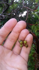 Metrosideros tremuloides