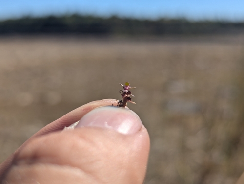 Small Waterwort (Elatine minima)