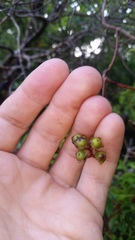 Metrosideros tremuloides