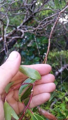 Metrosideros tremuloides