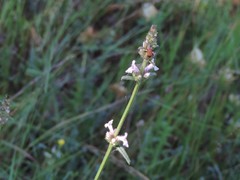 Adelphocoris vandalicus