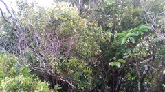 Metrosideros tremuloides