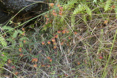 Erica omninoglabra