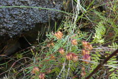 Erica omninoglabra