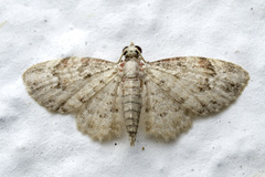 Bosara emarginaria