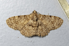 Diplurodes semicircularis