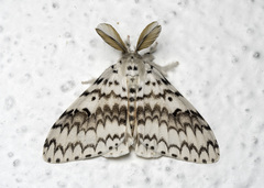 Lymantria brotea