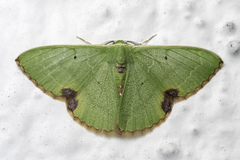 Comibaena fuscidorsata