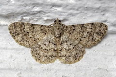 Diplurodes semicircularis