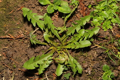 Taraxacum officinale