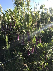Dunalia spinosa