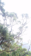 Metrosideros tremuloides