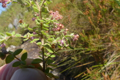 Erica grata