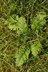 Jacobaea vulgaris