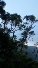 Metrosideros tremuloides