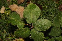 Rubus armeniacus