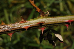 Rubus armeniacus