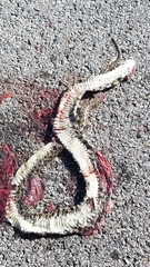 Thamnophis marcianus