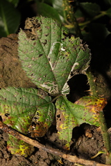 Stigmella aurella
