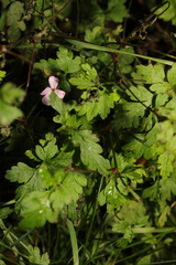 Geranium robertianum
