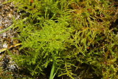Kindbergia praelonga