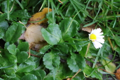 Bellis perennis