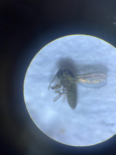 Dasyhelea platychaeta, 2025-09-21