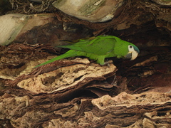 Red-Shouldered Macaw photo 3