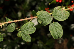 Rubus tuberculatus