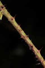 Rubus tuberculatus
