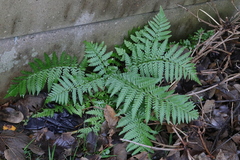 Dryopteris filix-mas