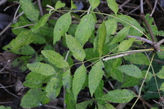 Fraxinus excelsior
