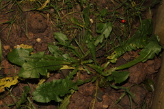Taraxacum officinale