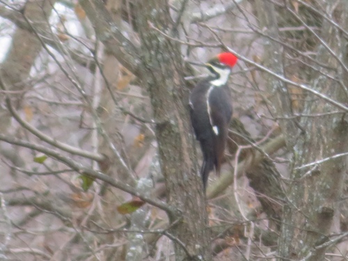 Pileated Woodpecker photographed in Iowa