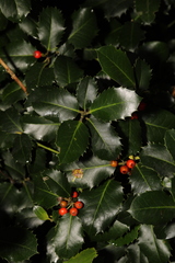 Ilex aquifolium