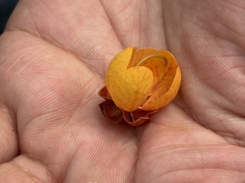 Bronze shower (Cassia moschata)