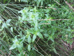Mentha australis