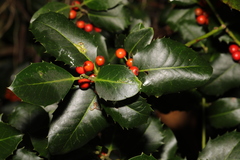 Ilex aquifolium