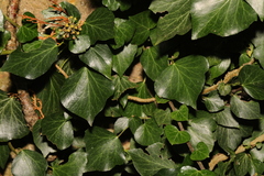 Hedera helix