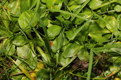 Bellis perennis