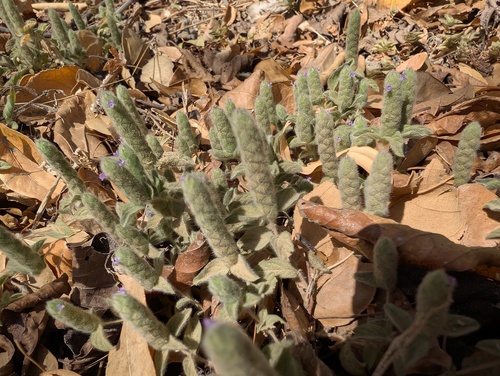 Nelsonia canescens, photograph 4