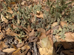 Nelsonia canescens, photograph (c) Zac Peterson, some rights reserved (CC BY)