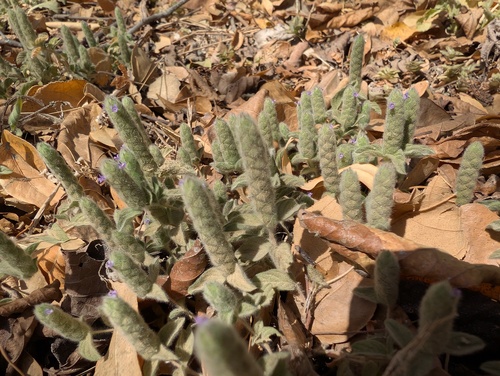 Nelsonia canescens, photograph 3