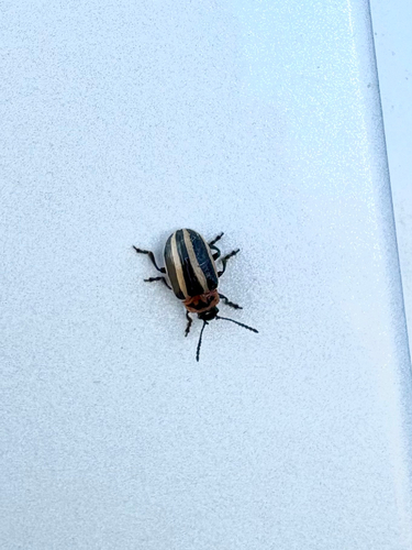 Coreopsis Beetle