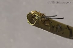Enallagma vesperum