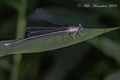 Enallagma vesperum